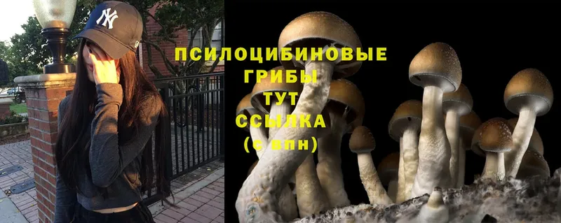 Псилоцибиновые грибы Magic Shrooms  купить наркотик  Гудермес 